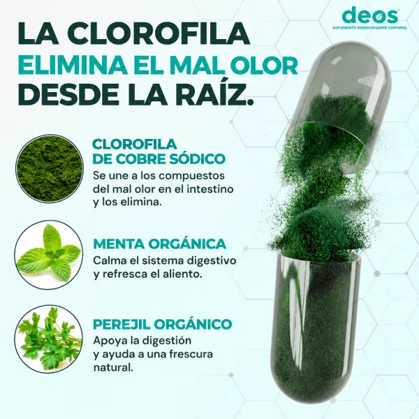 Ingredientes de DEOS: chlorella, menta piperita, perejil y clorofila